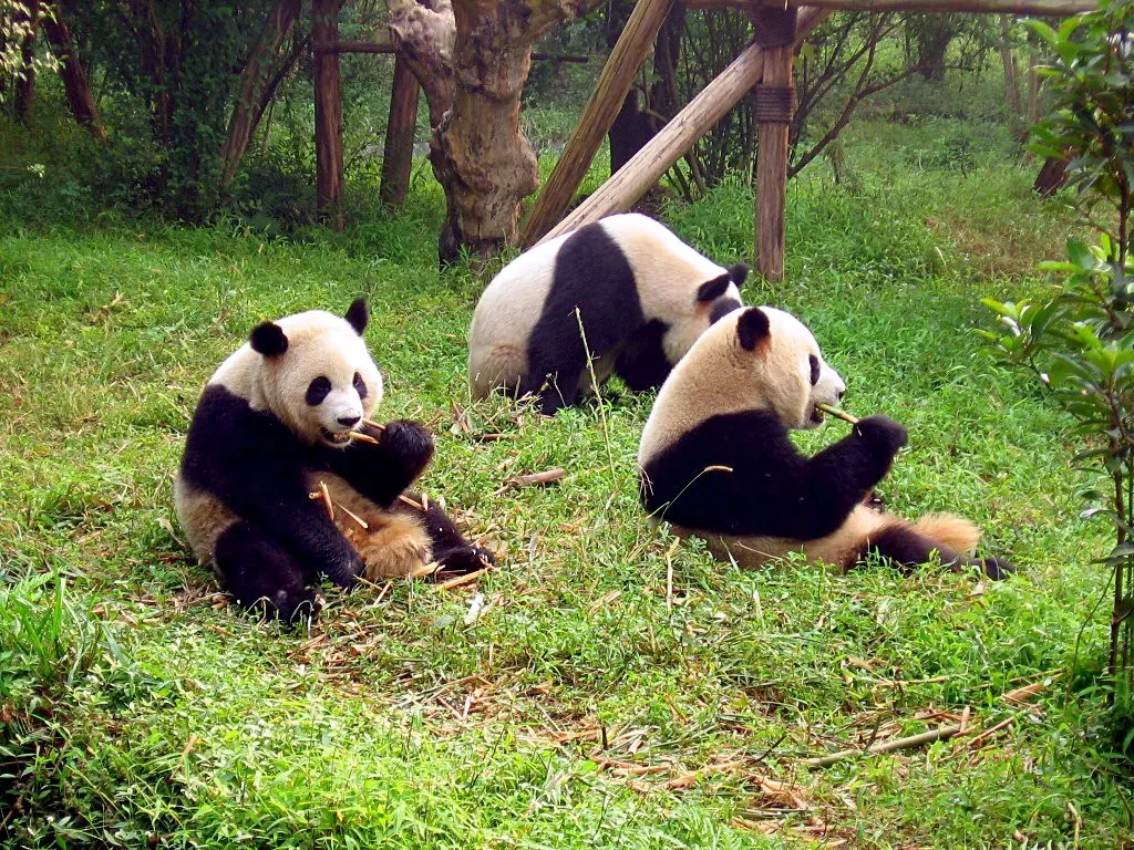 Chengdu Research Base of Giant Panda Breeding