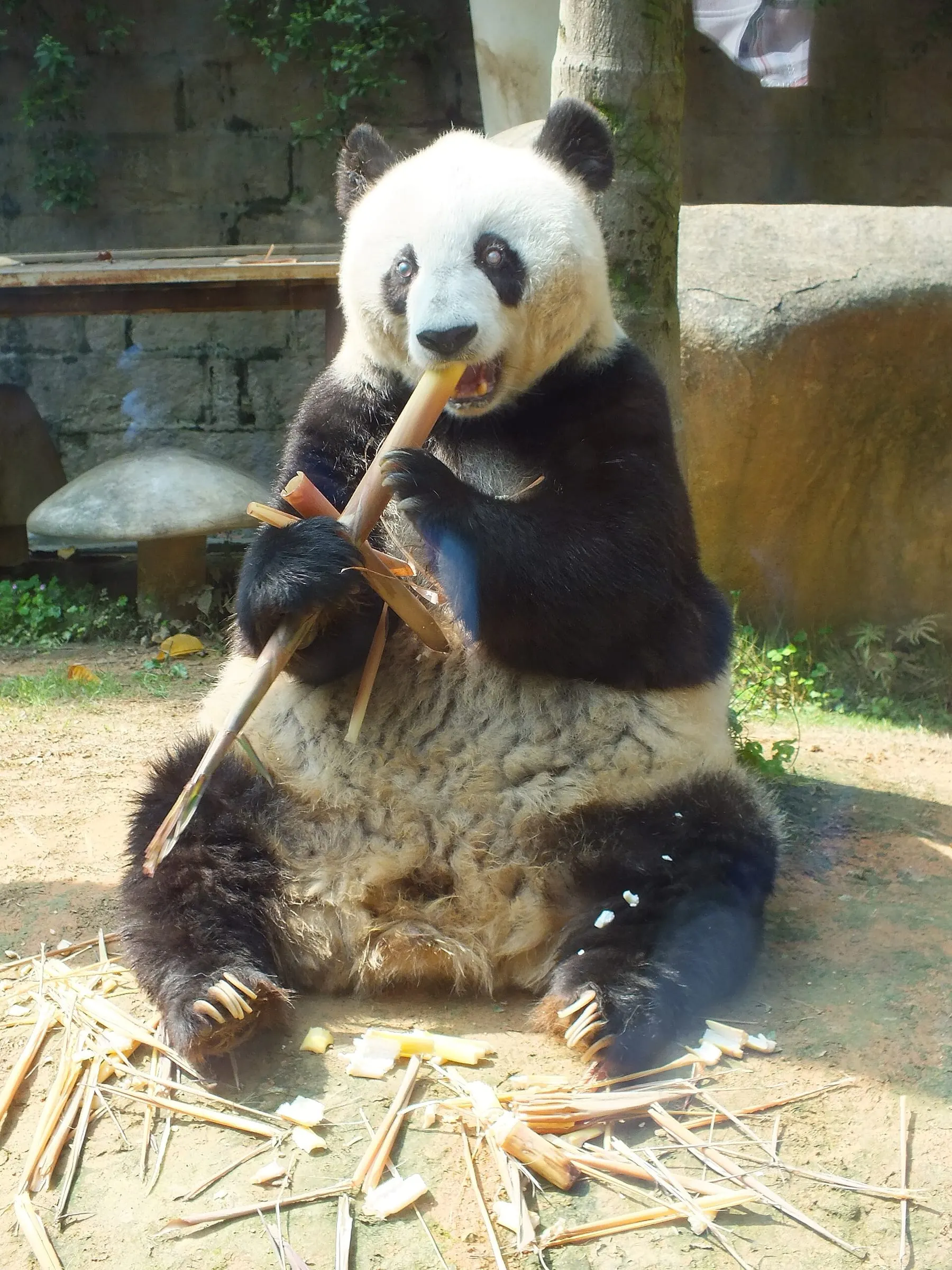 Fuzhou Panda World / Jinjishan Panda Center (福州熊猫世界)