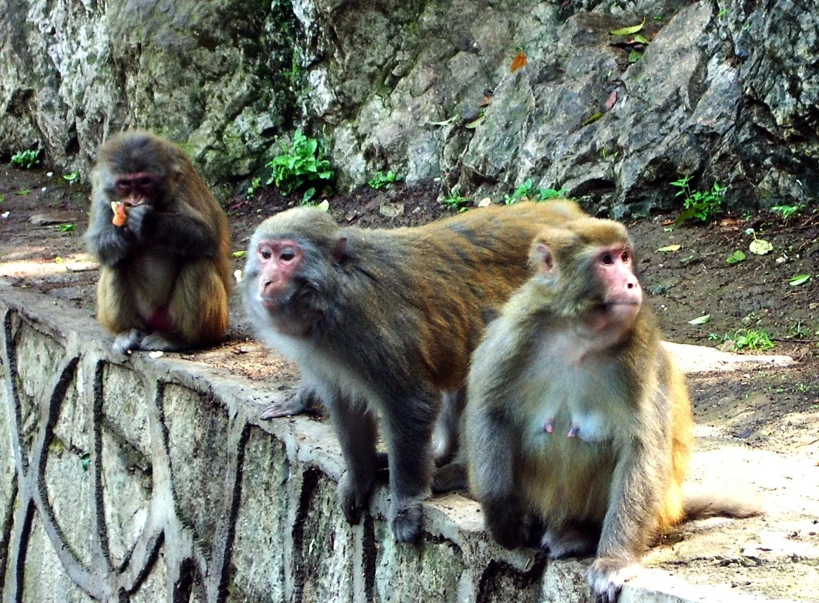 Qianling Mountain Park (黔灵山公园)