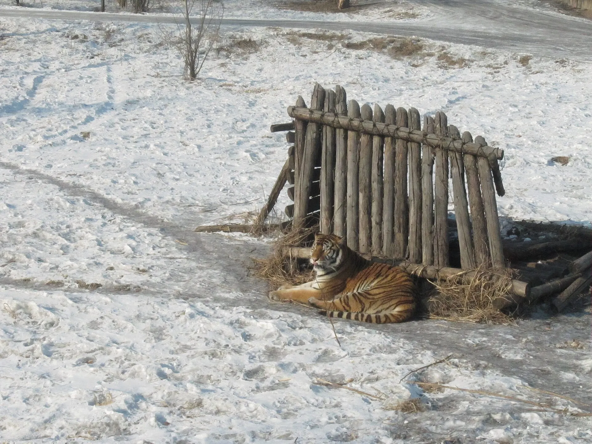 Siberian Tiger Park (东北虎林园)