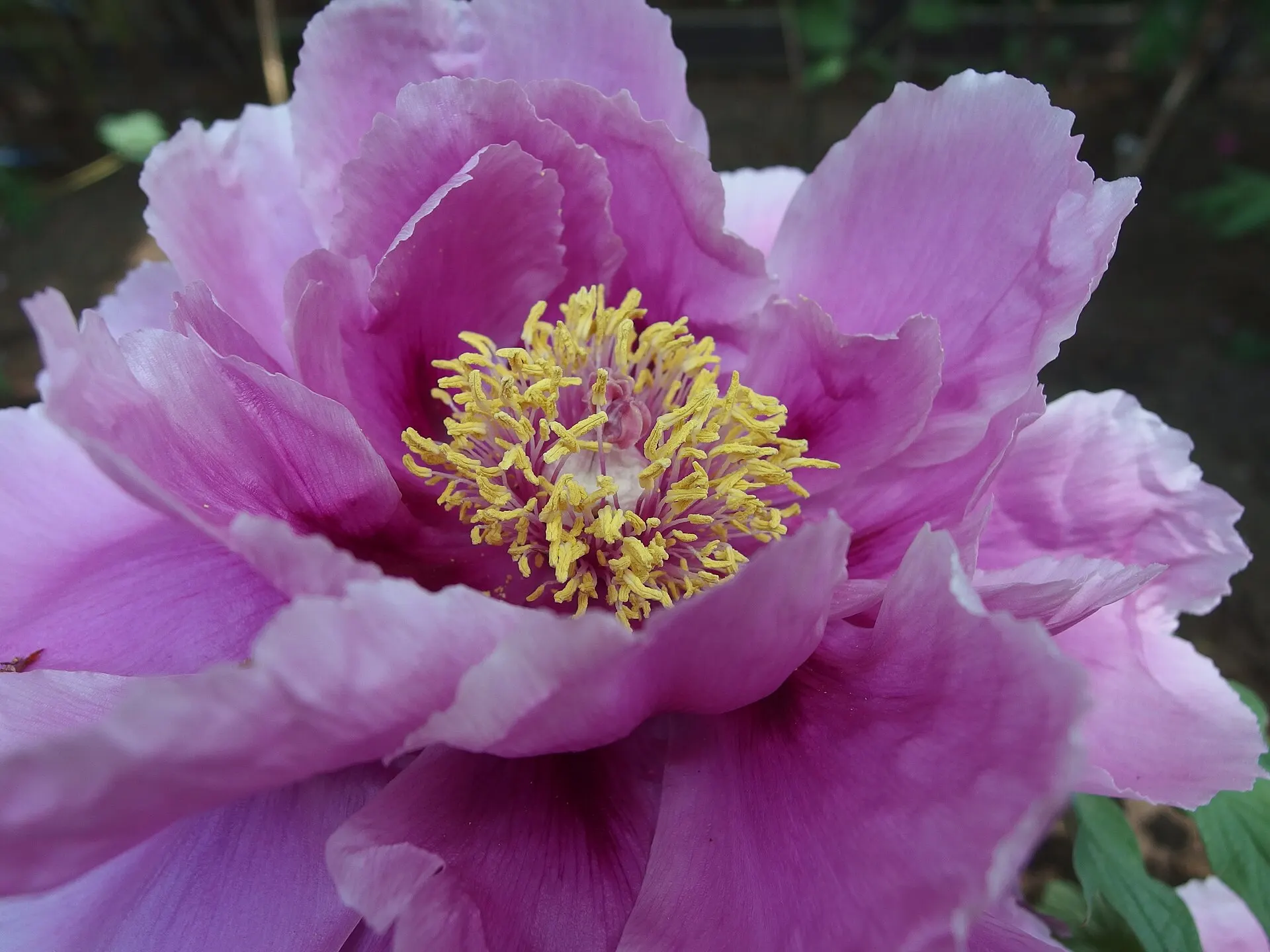 Peony Festival (牡丹花会)