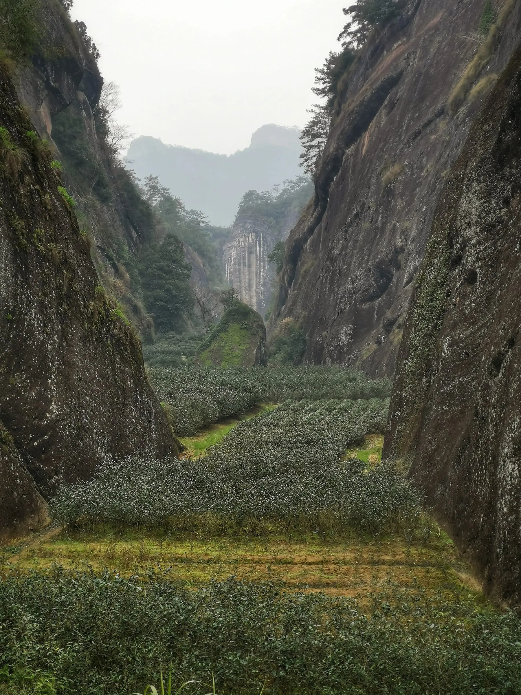 Dahongpao Tea Plantation (大红袍)