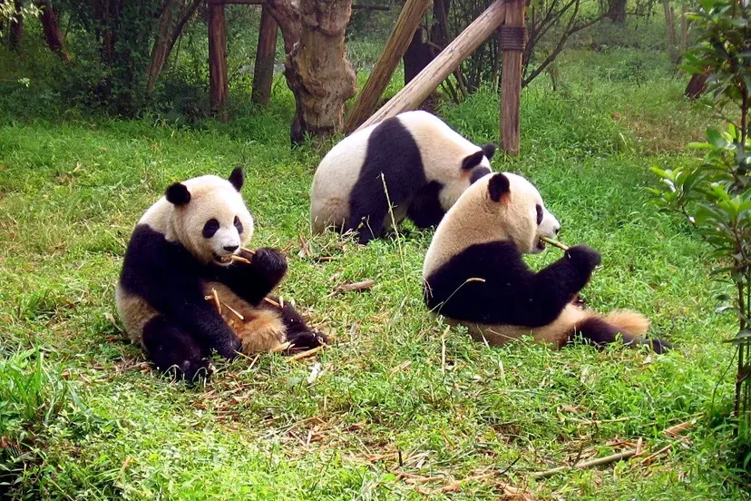 Chengdualt