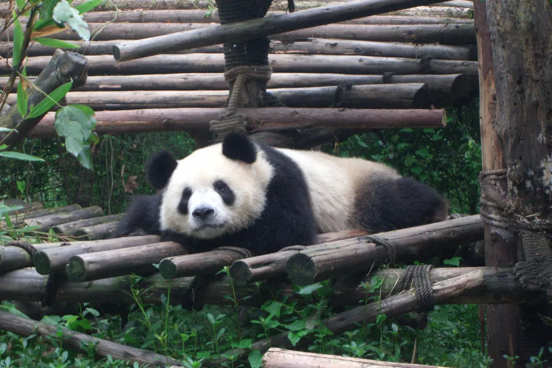 Giant panda at the Chengdu Research Base